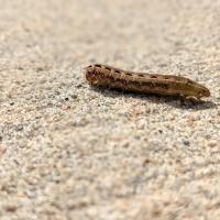 Cutworm