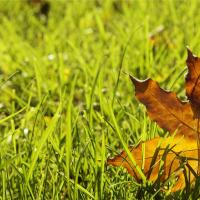a fall leaf on grass