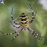 orb weaver spider hanging in a web