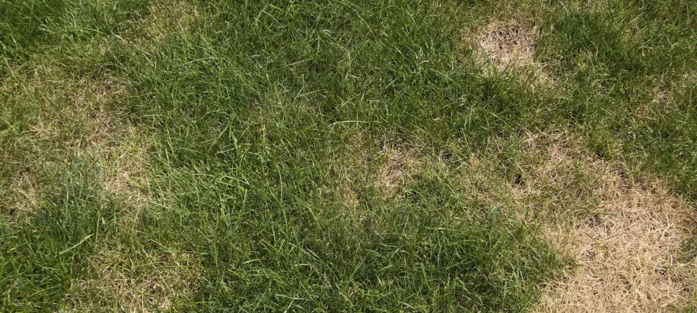 picture of brown patch on grass