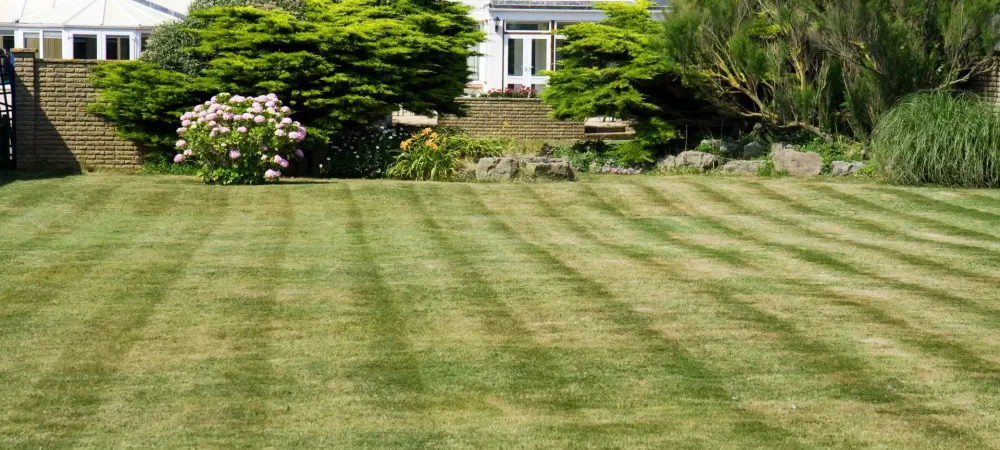 picture of grass with a house in the background 