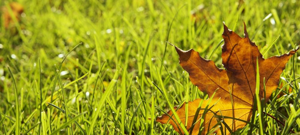 a fall leaf on grass