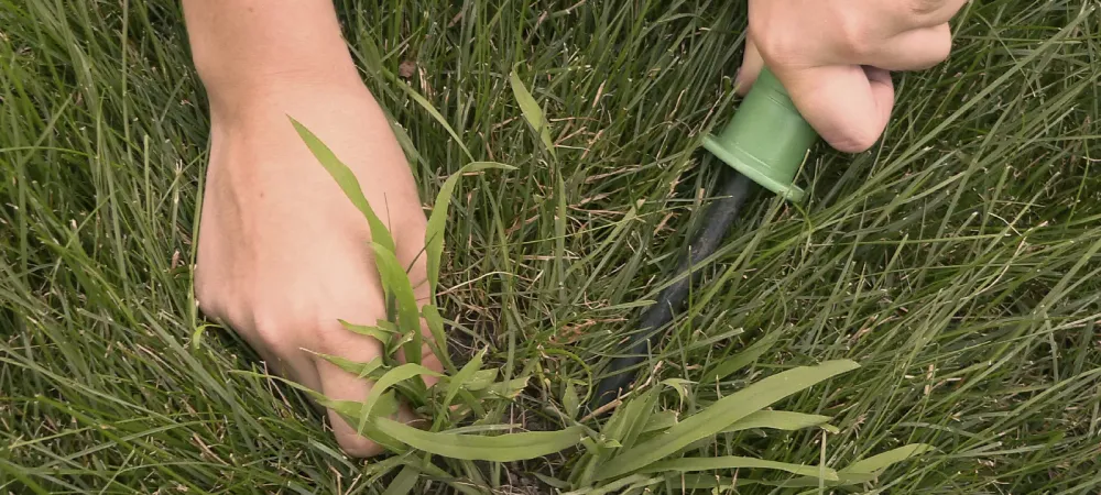 person removing crabgrass