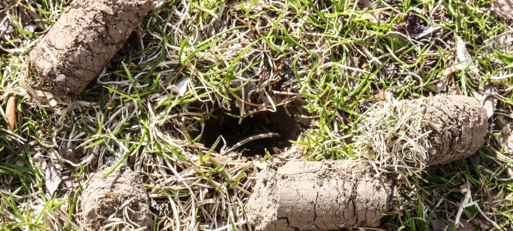 picture of holes in the yard from aeration 