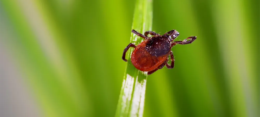 tick on a blade of grass