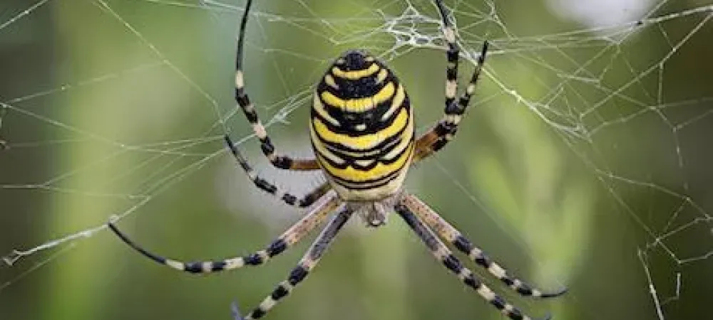 orb weaver spider hanging in a web