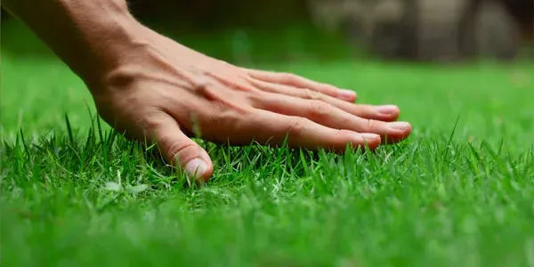 Touch soft green healthy grass