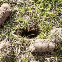 picture of holes in the yard from aeration 