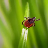 tick on a blade of grass