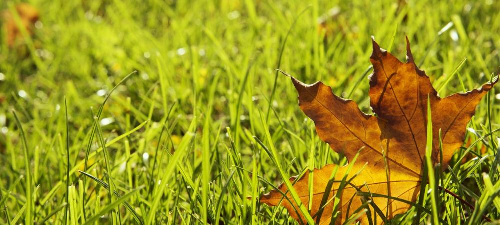 a fall leaf on grass