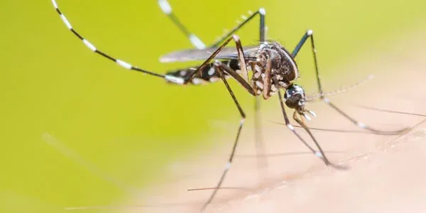 Mosquito landing on someone's arm